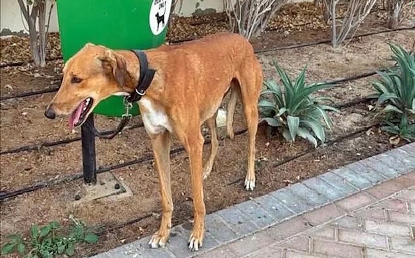 Αποτελέσματα λαχειοφόρου Κυνηγετικού Συλλόγου Καλαμπάκας...
