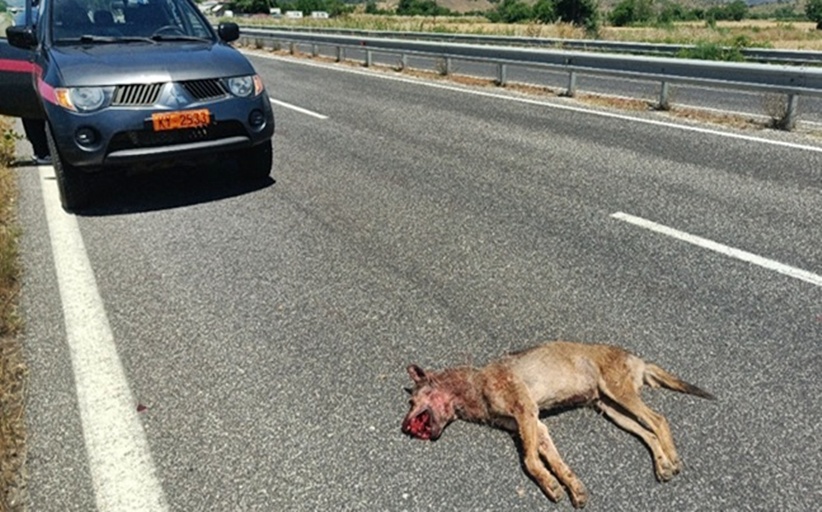 Νεκρός λύκος εντοπίστηκε στην Εθνική Οδό Τρικάλων - Ιωαννίνων...